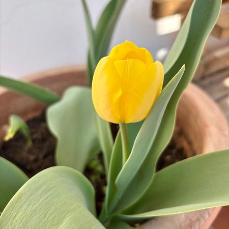 B&B Il Tulipano Комо Экстерьер фото