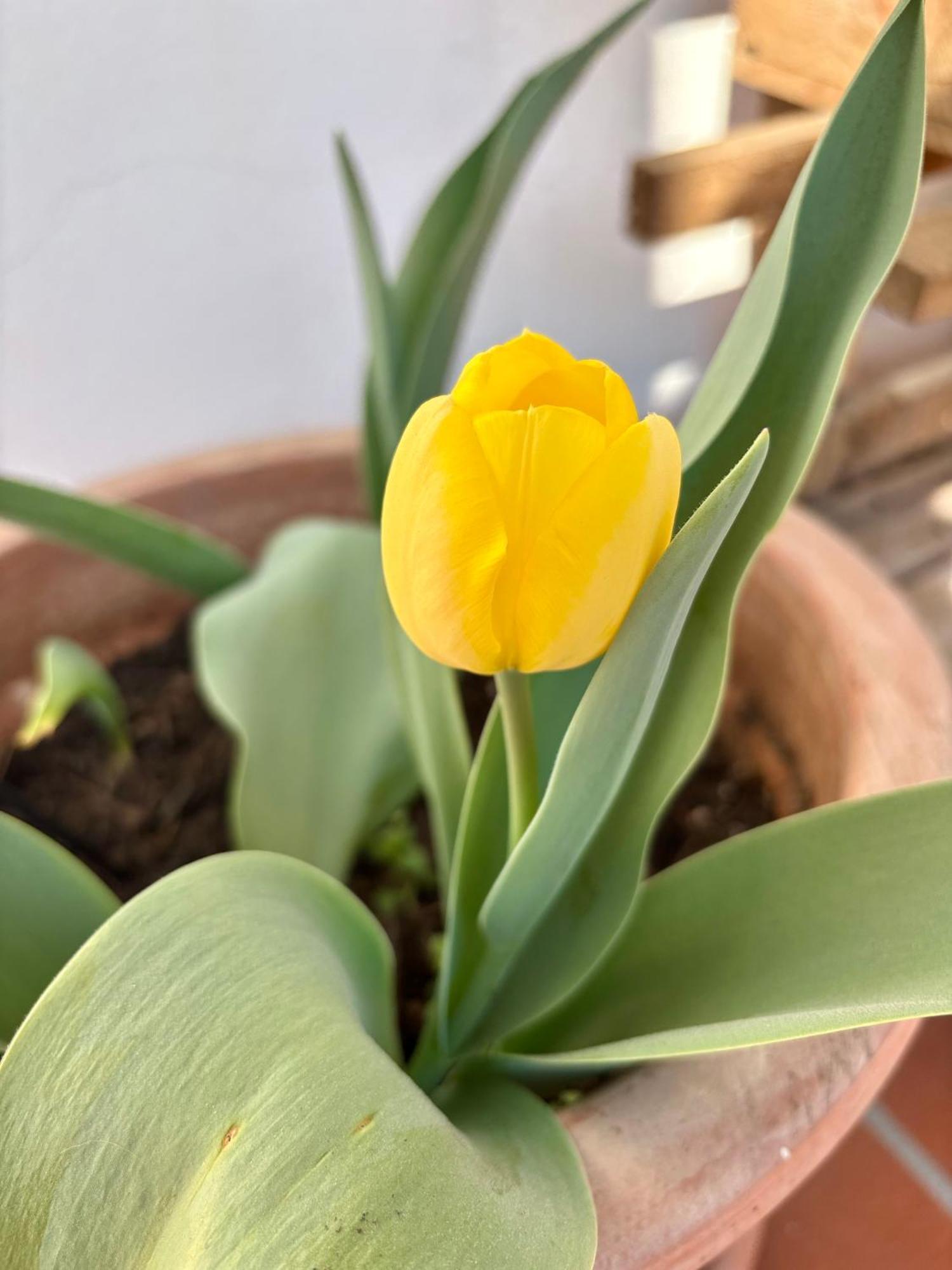 B&B Il Tulipano Комо Экстерьер фото